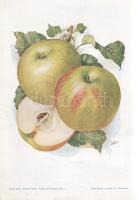 Alma I. A fajtákat leírta Horn János. A gyümölcsképeket természet után festette Kochné Klopfer Erzsé...
