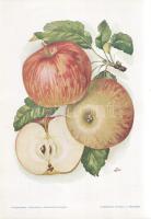 Alma I. A fajtákat leírta Horn János. A gyümölcsképeket természet után festette Kochné Klopfer Erzsé...