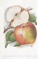 Alma I. A fajtákat leírta Horn János. A gyümölcsképeket természet után festette Kochné Klopfer Erzsé...