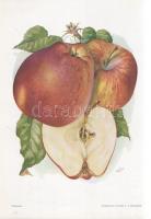 Alma I. A fajtákat leírta Horn János. A gyümölcsképeket természet után festette Kochné Klopfer Erzsé...