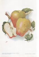 Alma I. A fajtákat leírta Horn János. A gyümölcsképeket természet után festette Kochné Klopfer Erzsé...