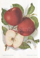Alma I. A fajtákat leírta Horn János. A gyümölcsképeket természet után festette Kochné Klopfer Erzsé...