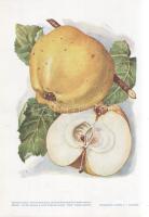 Alma I. A fajtákat leírta Horn János. A gyümölcsképeket természet után festette Kochné Klopfer Erzsé...