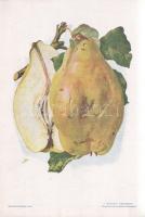 Alma I. A fajtákat leírta Horn János. A gyümölcsképeket természet után festette Kochné Klopfer Erzsé...