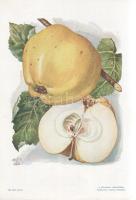 Alma I. A fajtákat leírta Horn János. A gyümölcsképeket természet után festette Kochné Klopfer Erzsé...