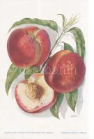 Őszibarack I. A fajtákat leírta Horn János. A gyümölcsképeket természet után festette Kochné Klopfer...