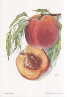 Őszibarack I. A fajtákat leírta Horn János. A gyümölcsképeket természet után festette Kochné Klopfer...