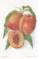 Őszibarack I. A fajtákat leírta Horn János. A gyümölcsképeket természet után festette Kochné Klopfer...