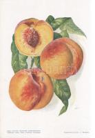 Őszibarack I. A fajtákat leírta Horn János. A gyümölcsképeket természet után festette Kochné Klopfer...