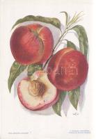 Őszibarack I. A fajtákat leírta Horn János. A gyümölcsképeket természet után festette Kochné Klopfer...