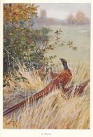 Diezel, [Karl Emil] - Mika, [Károly]: A fogoly, fácán, császármadár és erdei szalonka természetrajza...