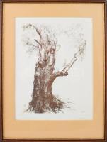 Olexa József (1960-): Öreg bükk. Rézkarc, papír jelzett, 39x29 cm, üvegezett fakeretben