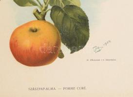 1904 Szászpap-Alma, litográfia paszpartuban, Athenaeum Rt. kiadása, 38×28 cm