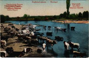 1925 Szászrégen, Reghinul-sasesc; Ökör itatás a Maros folyóban / oxen watering in the Mures river (fl)