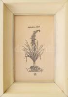 Olajos György (1953-): Asphodelus albus (
Fehér aszfodélosz), Fametszet, papír, jelzett, a nyomaton...