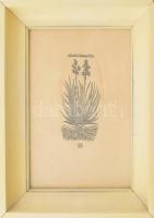 Olajos György (1953-): Asphodelus luteus pslustris ( aszfodélosz), Fametszet, papír, jelzett, a nyom...