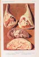 Zemplényi Szabó Antónia: Képes budapesti szakácskönyv. Sz. Hilaire Josefa, Kovács Irma, Dorn Anna, G...