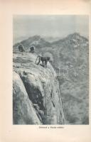 Széchenyi Zsigmond: 
Elefántország. Afrikai vadásznaplójegyzetek (1932-33, 1933-34).
Budapest, (19...