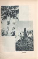 Széchenyi Zsigmond: 
Elefántország. Afrikai vadásznaplójegyzetek (1932-33, 1933-34).
Budapest, (19...
