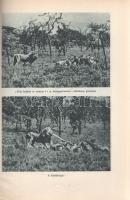 Széchenyi Zsigmond: 
Elefántország. Afrikai vadásznaplójegyzetek (1932-33, 1933-34).
Budapest, (19...