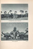 Széchenyi Zsigmond: 
Elefántország. Afrikai vadásznaplójegyzetek (1932-33, 1933-34).
Budapest, (19...
