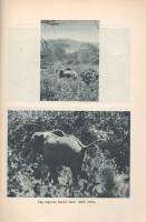 Széchenyi Zsigmond: 
Elefántország. Afrikai vadásznaplójegyzetek (1932-33, 1933-34).
Budapest, (19...