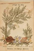 cca 1900 A Szentföld virágai 11 db szárított növényt és leírását tartalmazó fa borítású füzet. Belül...