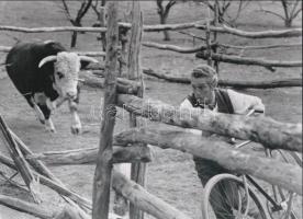 cca 1940 ,,A kétkerekű BIKE és a négylábú BIKA nem tervezett versenye", a néhai Képes Vasárnap (1925-1944) című lap hírügynökségi fotóinak archívumából 1 db modern nagyítás, jelzés nélkül, 15x21 cm