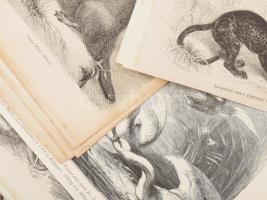 Vegyes állat témájú metszet tétel, 30 db, XIX. sz., részben kissé foltos, néhány kevés apró sérülése...