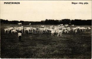 Pusztavacs, Puszta-Vacs; Magyar rideg gulya. Lőcsey Árpád foto specialista készítette