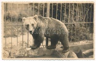 Nagyszeben, Hermannstadt, Sibiu; Parcul zoologic / Tierpark / Állatkert, medve / zoo, bear. Fot. Orig. E. Fischer