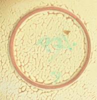 Gál Béla: Zsugormázas kínáló. Jelzett, 21x18 cm