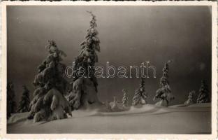 1941 Hargita, Muntii Harghita; fenyők télen. Pluhár foto / pine trees in winter