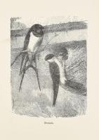 Dr. Papp Dezső: Délutáni csevegések. Tanulmányok a természetről. K. Kraepelin Naturstudien-jei után ...