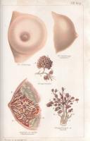 Platen, M[oritz]: 
Az új gyógymód. A természetszerű életmódnak, az egészség ápolásának és a gyógysz...