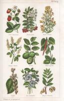 Platen, M[oritz]: 
Az új gyógymód. A természetszerű életmódnak, az egészség ápolásának és a gyógysz...