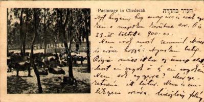 1923 Pasturage in Chederah. Judaica (14 cm x 7 cm) (EK)