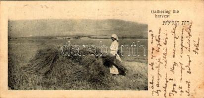 1922 Gathering the harvest. Judaica (14 cm x 7 cm) (EK)