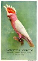 Leadbeaters Cockatoo. Feed on Caperns Parrot Food advertisement (non PC)