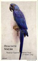 Hyacinth Macaw. Feed on Caperns Parrot Food advertisement (non PC)