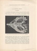 Jaekel Ottó: 
Gerinczes állatok maradványai a Bakony triaszrétegeiből. Tíz szövegközti ábrával. (Ló...