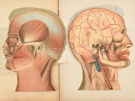 Dr. Schmidt: Az emberi fej és nyak boncztana írásban és képben. Bp., Lauffer Vilmos. Kiadói félvászo...