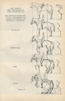 Wilhelm Müseler: Reitlehre. Berlin,én.,Paul Parey. Vierte Auflage. Fekete-fehér illusztrációkkal. Ki...