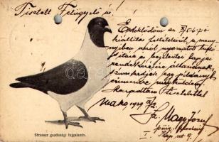 1929 Strasser gazdasági fajgalamb, Tyúktarka húsgalamb - Sz. Nagy József gazdasági fajgalambok tenyé...