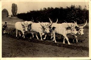 Szántás hat ökörrel, magyar folklór / Hungarian folklore, plowing with six oxen (fa)