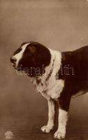 1917 Kutya / dog