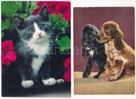 51 db MODERN állatos motívum képeslap, sok kutya