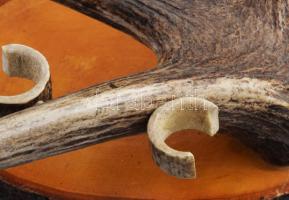 Vadász pálinkás pohár tartó. Agancs trófea, hat pohárnak, egyik tartó sérült 25x30 cm