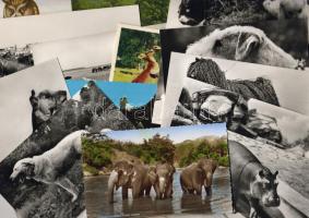 30 db modern állat motívum lap, főleg használatlan