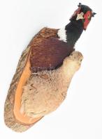 Fácán pár trófea, m: 36 cm